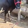 गाय विकणे आहे