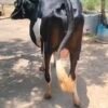 गाय विकणे आहे