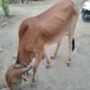 गीरx गावरान गाय विकणे आहे