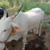 खिल्लारी गाय